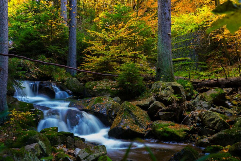 Timelapse Photography of Falls Near Trees